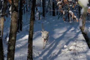 puppy enjoying snow play with waterproof leash