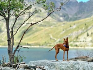 outdoor dog enjoying water with durable waterproof harness