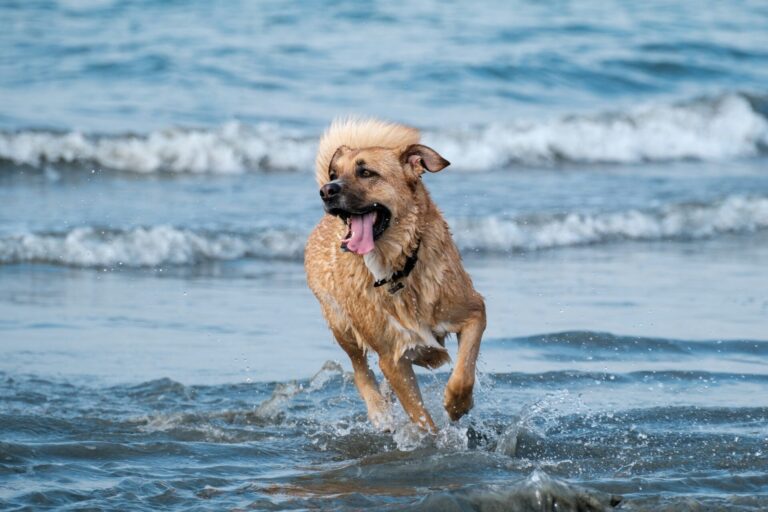 puppy playing in water outdoors in summer with waterproof dog gear