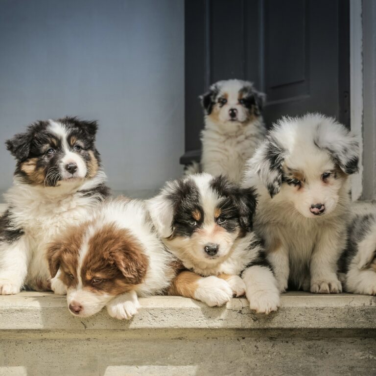 pet social skills
