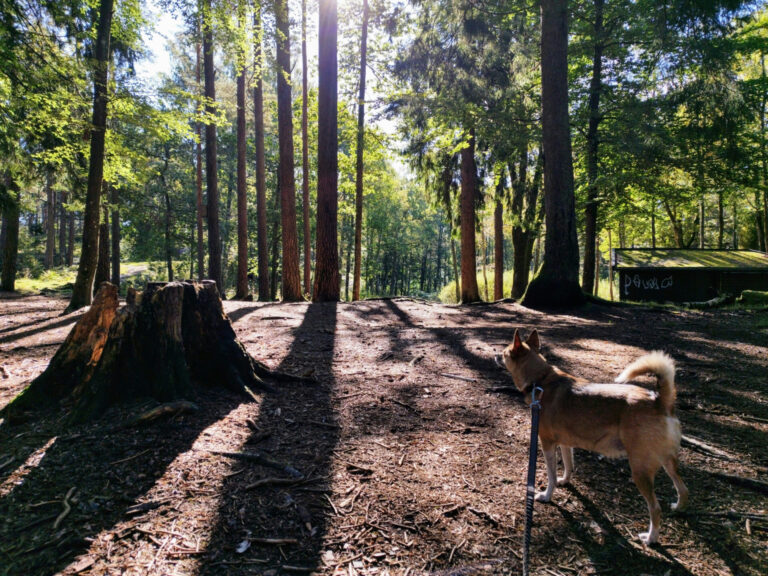 strong pull resistant PVC dog leash for balmy outdoor adventures