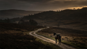 PVC nylon and leather horse halters material comparison