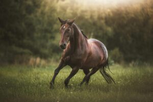 Waterproof PVC horse halter used for daily stable activities and outdoor turnout