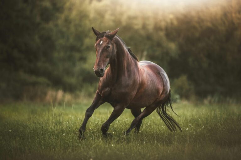 Waterproof PVC horse halter used for daily stable activities and outdoor turnout