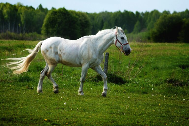 Cleaning a waterproof PVC horse halter after outdoor use