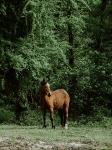 Green waterproof PVC horse halter for muddy and wet outdoor conditions