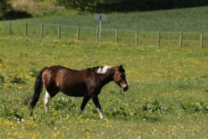 Brown horse wearing a green waterproof PVC horse halter with stainless steel hardware in an outdoor field