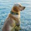 Green Honeycomb Tactical Waterproof PVC Dog Collar on Dog