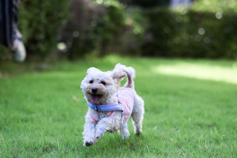 Waterproof PVC dog leash and rope dog leash comparison for outdoor adventures and hiking dogs