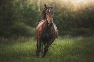 Entrepreneur planning a custom horse tack brand with horse halters, lead ropes, branding materials and product samples