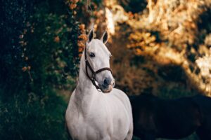 Waterproof PVC horse halter showing five professional logo customization methods for OEM equestrian brands