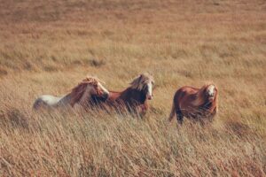 Cob vs Full horse halter size comparison showing the difference in fit on two horses