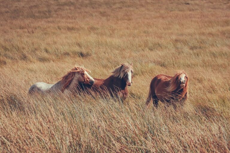 Cob vs Full horse halter size comparison showing the difference in fit on two horses