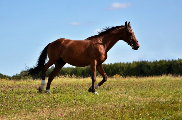 stainless steel copper and zinc alloy horse halter hardware comparison