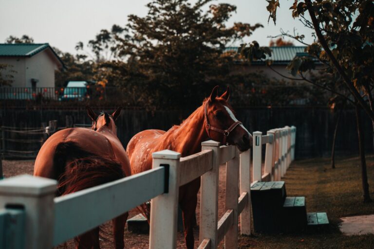 Waterproof PVC horse halter used in a riding school for daily horse management