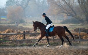 Waterproof PVC horse halter with stainless steel hardware in outdoor stable