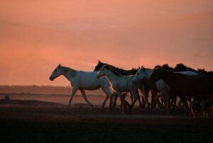 Horse halter size guide showing MINI Pony Yearling Cob Full X Full Draft and Oversize Draft horse halter sizes