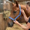 Custom OEM waterproof PVC horse halter for equestrian brands