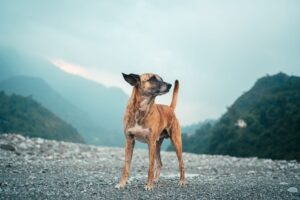 Waterproof dog gear collection including collar leash and harness for pet brands