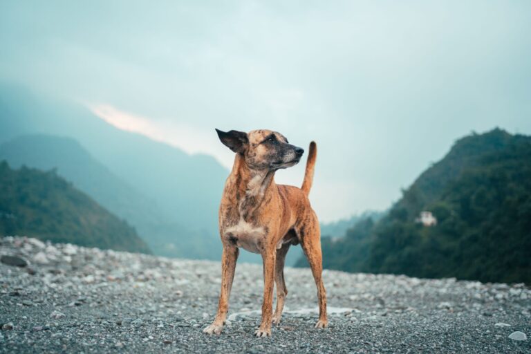 Waterproof dog gear collection including collar leash and harness for pet brands