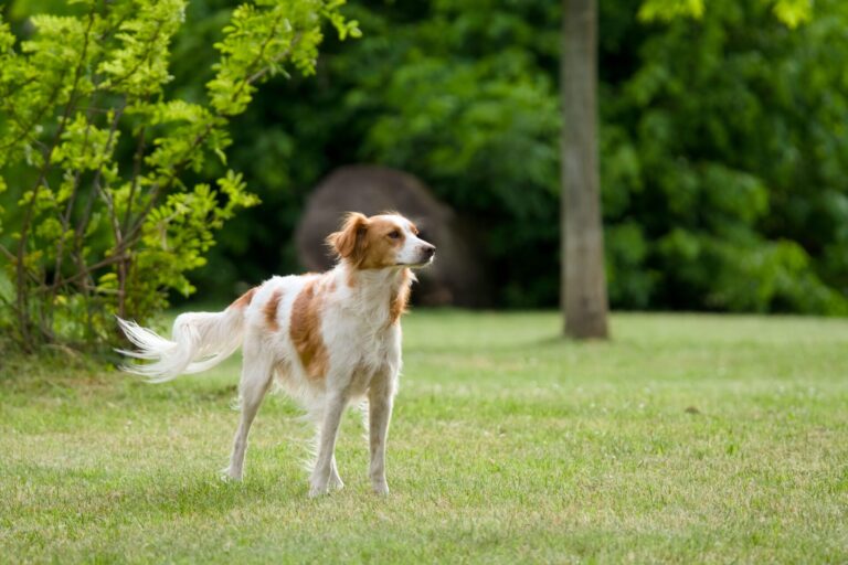 Waterproof dog collar manufacturer and supplier guide showing material quality, hardware, MOQ, customization, and production capability