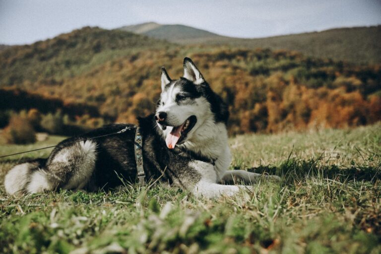 Waterproof dog collars with custom colors and materials for pet brands choosing an OEM dog collar supplier