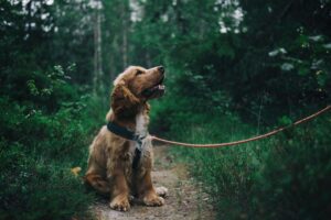 Waterproof dog collar designed for outdoor activities including hiking, swimming, camping, and rainy weather use