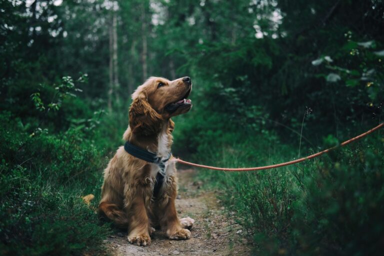 Waterproof dog collar designed for outdoor activities including hiking, swimming, camping, and rainy weather use