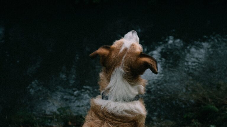 Waterproof dog collar for walking, training, hiking, swimming and outdoor activities