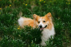 custom waterproof dog leash development process for pet brands