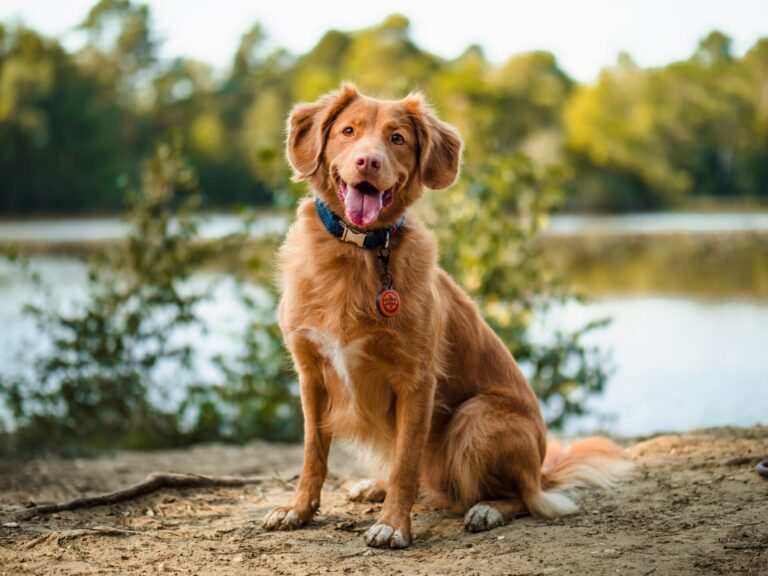 Dog leash hardware including snap hooks, swivel hooks and D-rings in different materials and finishes