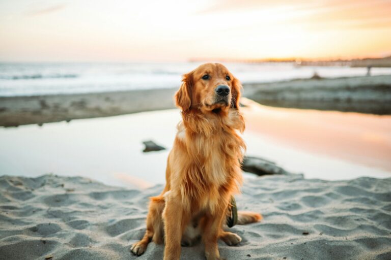 dog leash MOQ for custom waterproof dog leashes