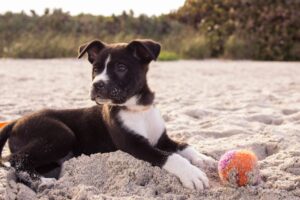 different waterproof dog leash styles for pet brands
