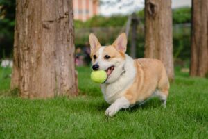 Waterproof PVC dog leash quality control checklist for bulk production