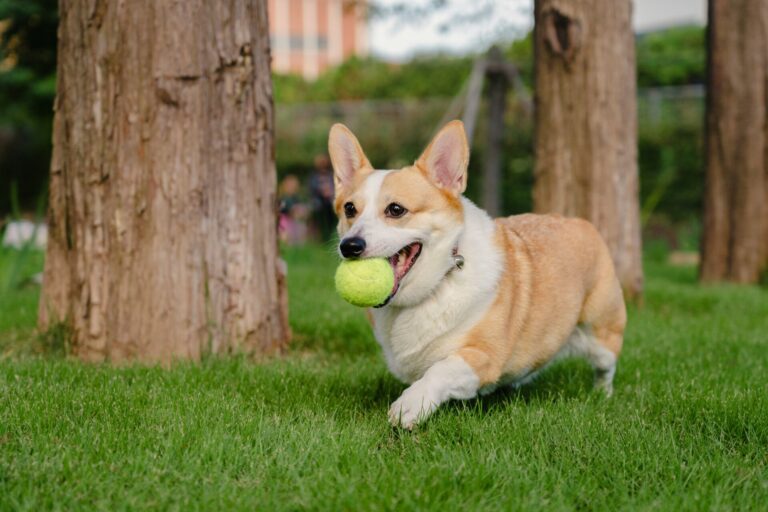 Waterproof PVC dog leash quality control checklist for bulk production