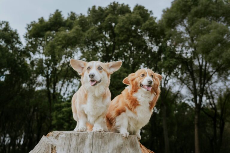 Waterproof dog gear sourcing checklist covering collars, leashes, harnesses, materials, sizes, colors, hardware, logos, MOQ, and packaging.